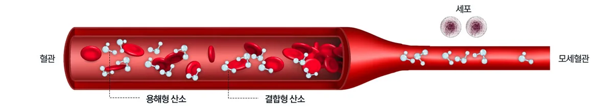혈관 속에 녹아든 산소를 설명하는 자료 화면
